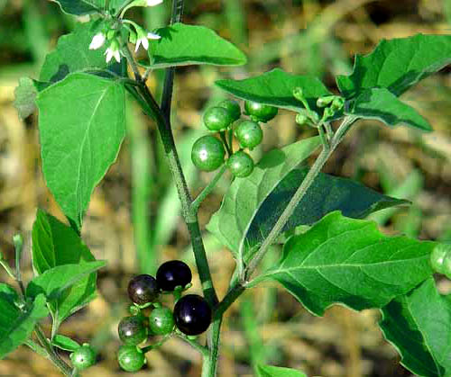 manathakali keerai seeds
