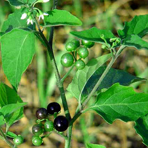 manathakali keerai seeds