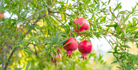 pomegranate tree