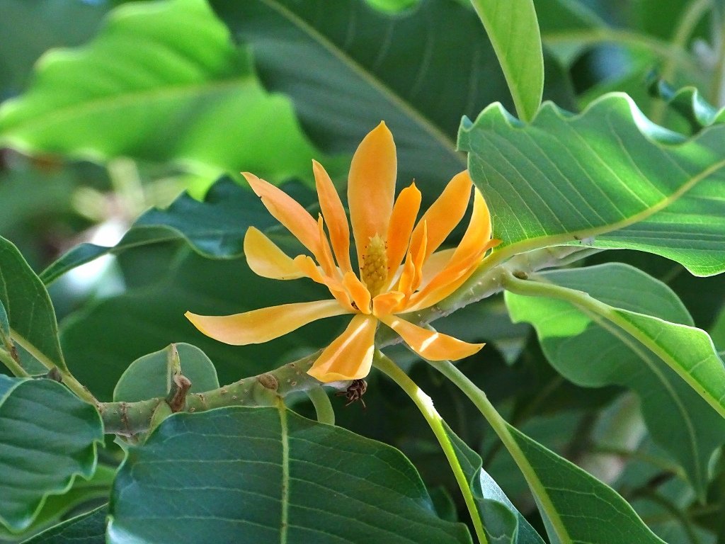 Shenbagam plant