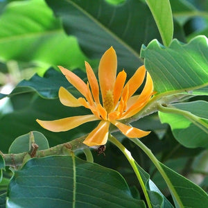 Shenbagam plant
