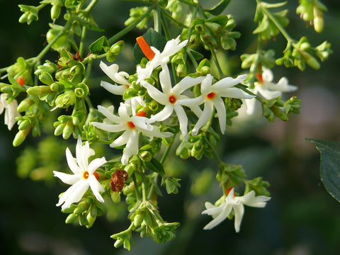 Pavalamalli / coral jasmine