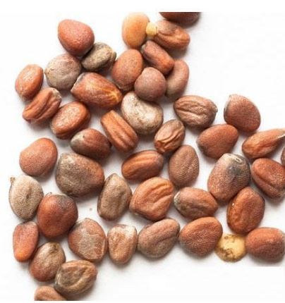 White Radish seeds